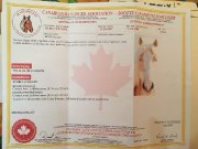 Jument Haflinger