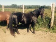 Jument Canadienne a vendre