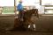 Cheval Reining 5 ans