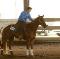 Cheval Reining 5 ans