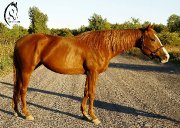 Shafeera's Gold, jument à vendre!