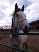warmblood de 5 ans