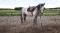 warmblood de 5 ans