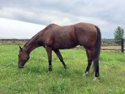 Guelding QH 6 ans, 15 mains, bai, petit-fils de Dash Ta Fame