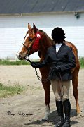 Quarter Horse 5 ans