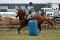 Quarter Horse 5 ans