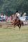 Quarter Horse 5 ans