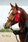 Quarter Horse 5 ans