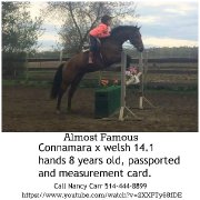 ALMOST FAMOUS   LARGE PONY FOR SALE
