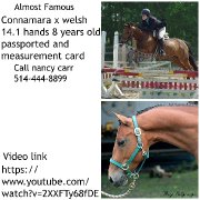 ALMOST FAMOUS   LARGE PONY FOR SALE