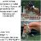 ALMOST FAMOUS   LARGE PONY FOR SALE