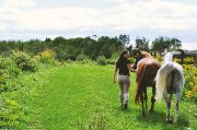 Cours d'équitation classique dans Lanaudière