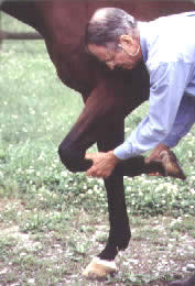 clinique tares et boiterie