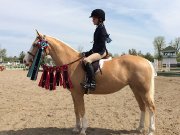 Parfait poney d'étrivières courtes à louer