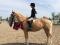 Parfait poney d'étrivières courtes à louer