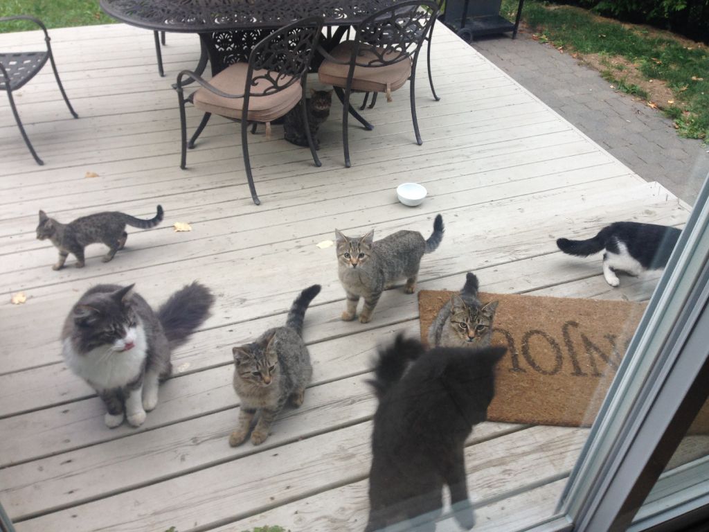 Chats à donner -Idéal pour écurie, fermette et agriculteur