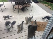 Chats à donner -Idéal pour écurie, fermette et...
