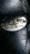 Selle Dressage 18 pouces 