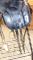 Selle Dressage 18 pouces 