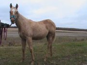 Pouliche quater horse