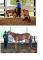 Jument quater horse enregistrer gestante