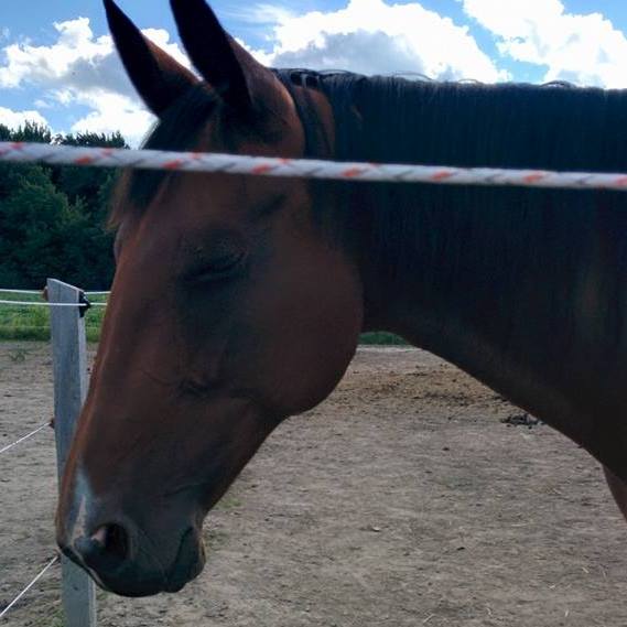Aimerait faire une échange cheval pour cheval