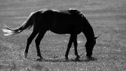 cherche pension pour future cheval