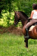 Ongre KWPN par Gribaldi 