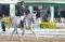 Jument de saut/dressage pour demi...