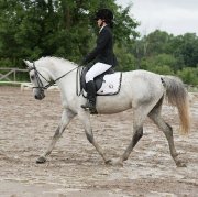 Jument de saut/dressage pour demi pension/location ou vente 