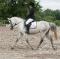 Jument de saut/dressage pour demi...