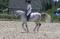 Jument de saut/dressage pour demi...