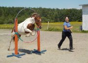 Nouveauté, une Ligue dagilité équine accessible...