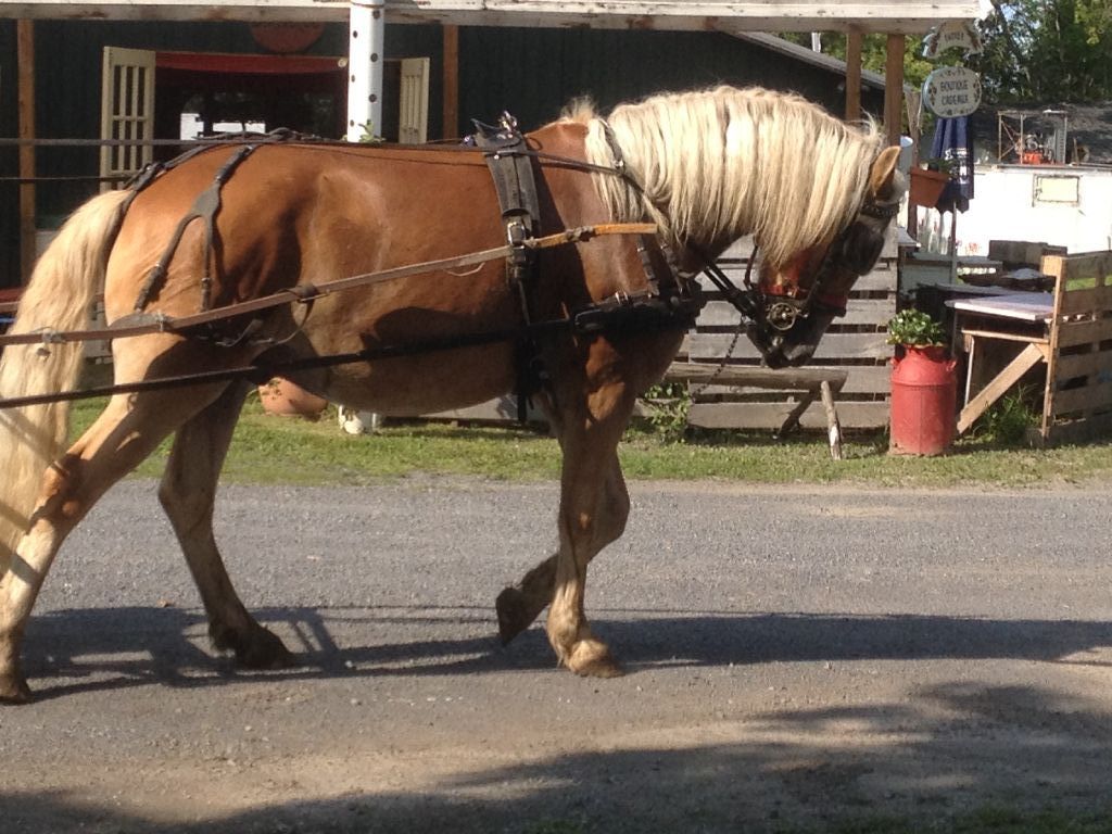 Magnifique cheval Halfinger