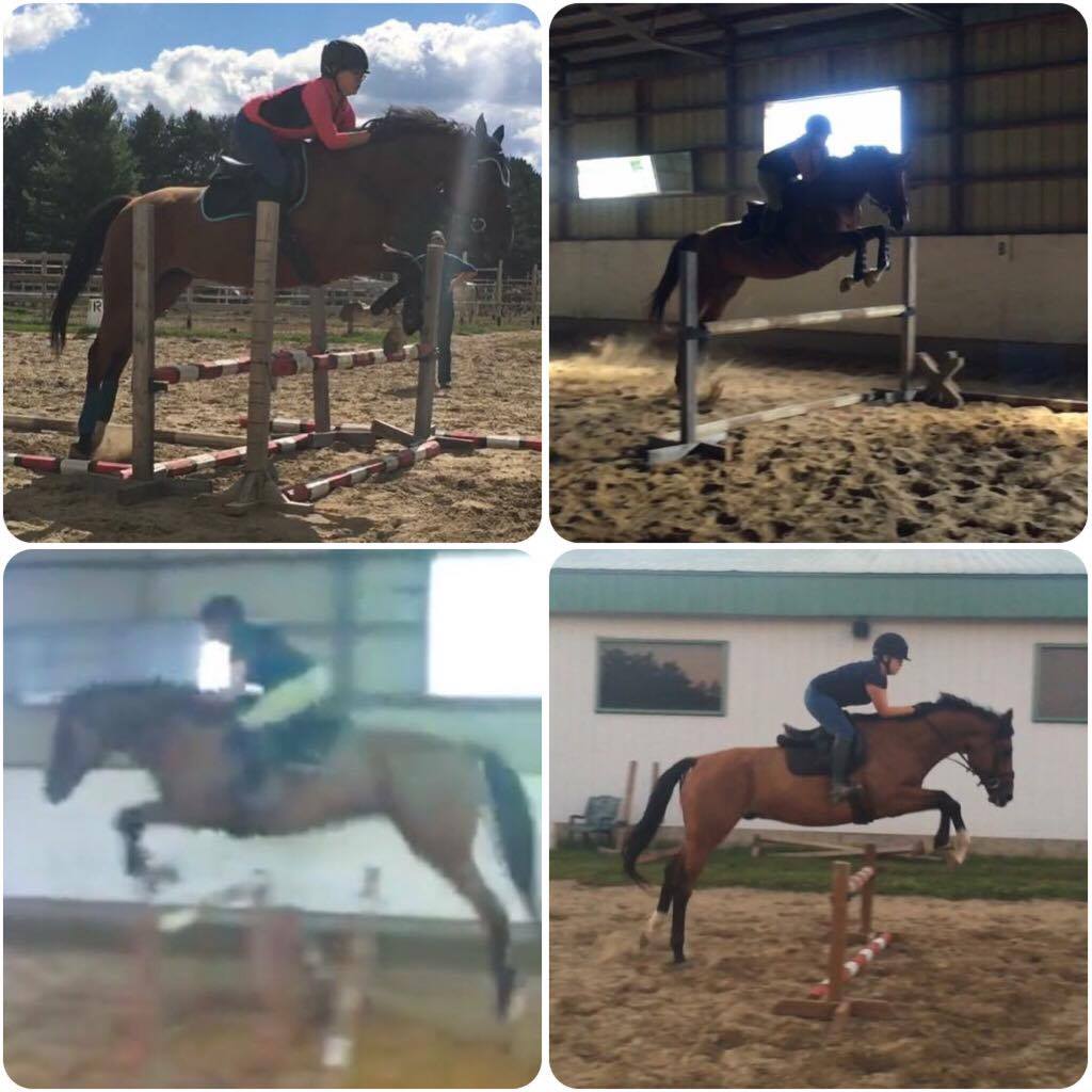 Jeune warmblood de 6 ans