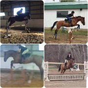 Jeune warmblood de 6 ans 