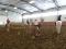 Cours d'équitation pour tous les niveaux