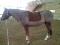 Tonte de chasse