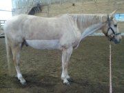 Service de tonte pour chevaux - Tonte légère