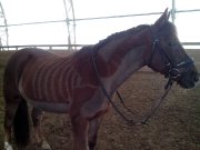 Service de tonte pour chevaux