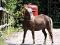 poney welch a vendre 