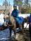 poney welch a vendre 