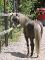 poney welch a vendre 