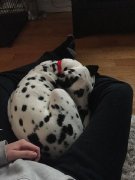 Dalmatien de 4 mois