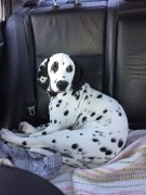 Dalmatien de 4 mois