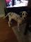 Dalmatien de 4 mois