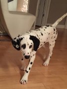 Dalmatien de 4 mois