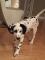 Dalmatien de 4 mois