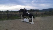 Recherche Cavalière en Demi-Pension - Montérégie