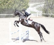Recherche Cavalière en Demi-Pension - Montérégie